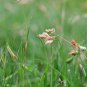 Buchloe Dactyloides Grass - 50 Seeds