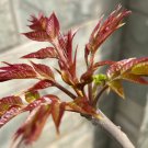 Chinese Toon Edible Red Oil Toon Sinensis Tree Bonsai - 50 Seeds Chinese Toon Edible Red Oil Toon Sinensis Tree Bonsai - 50 Seeds