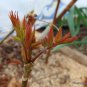 Chinese Toon Edible Red Oil Toon Sinensis Tree Bonsai - 50 Seeds