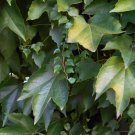 Boston Ivy Parthenocissus Tricuspidata Veitchii Vine - 50 Seeds Boston Ivy Parthenocissus Tricuspidata Veitchii Vine - 50 Seeds