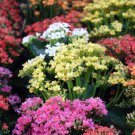 Chrysanthemum Daisy Flowering Plants - 50 Seeds