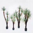 Bonsai Tree Yucca Bonsai, DIY Potted Plants - 50 Seeds Bonsai Tree Yucca Bonsai, DIY Potted Plants - 50 Seeds
