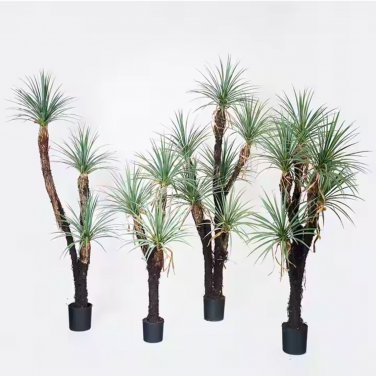 Bonsai Tree Yucca Bonsai, DIY Potted Plants - 50 Seeds