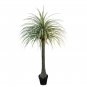 Bonsai Tree Yucca Bonsai, DIY Potted Plants - 50 Seeds
