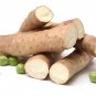 Chinese Yam Perennial Herbal Vegetable - 6 Seeds