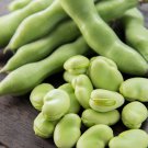 Broad Bean Seed Aquadulce Organic Vegetables 6 Seeds Broad Bean Seed Aquadulce Organic Vegetables 6 Seeds