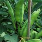 Broad Bean Seed Aquadulce Organic Vegetables  6 Seeds