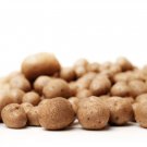 Chinese Yam Vegetable , Herbs Dioscorea Opposita - 6 Seeds Chinese Yam Vegetable , Herbs Dioscorea Opposita - 6 Seeds
