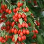 Chinese Wolfberry Lycium barbarum - 60 Seeds