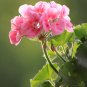 Bonsai Mixed 16 Types of Geranium - 100 Seeds