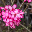 Bonsai Mixed 64 Types of Adenium Desert Rose - 100 Seeds