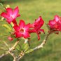 Bonsai Mixed 64 Types of Adenium Desert Rose - 100 Seeds