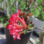 Bonsai Mixed 64 Types of Adenium Desert Rose - 100 Seeds