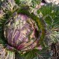 Cabbage January King - 150 Seeds