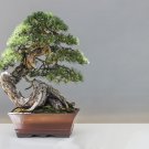 Bonsai Japanese Red Cedar Cryptomeria Japonica - 30 Seeds Bonsai Japanese Red Cedar Cryptomeria Japonica - 30 Seeds