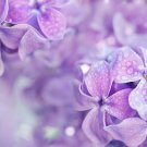 Bonsai Lilac Plant Japanese Lilac (Extremely Fragrant) - 50 Seeds