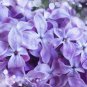 Bonsai Lilac Plant Japanese Lilac (Extremely Fragrant) - 50 Seeds