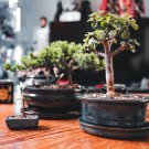 Bonsai Metasequoia Dawn Redwood Evergreen Ornamental Plants - 50 Seeds
