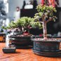 Bonsai Metasequoia Dawn Redwood Evergreen Ornamental Plants - 50 Seeds