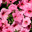 Bonsai Hanging Petunia Garden Petunia Mixed Color - 200 Seeds Bonsai Hanging Petunia Garden Petunia Mixed Color - 200 Seeds