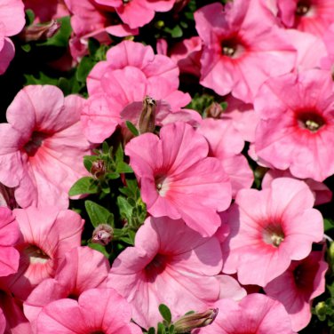 Bonsai Hanging Petunia Garden Petunia Mixed Color - 200 Seeds