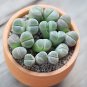 Bonsai Lithops Plants Mix Varieties Succulent Plant Living Stone Bonsai - 100 Se