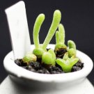 Bonsai Monilaria Obconica Bunny Bonsai Succulents Bonsai Rabbit Shape - 100 Seed