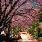 Bonsai Organic Ornamental Oriental Cherry Blossoms Sakura - 20 Seeds