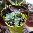 Bonsai Green Orostachys Boehmeri Flower Pots Planters Succulent Plants - 100 See