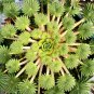 Bonsai Oxalis versicolor Flowers Bonsai Flower - 200 Seeds