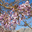 Bonsai Paulownia Outdoor Royal Empress Flore Tree Plants - 1000 Seeds