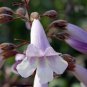 Bonsai Paulownia Outdoor Royal Empress Flore Tree Plants - 1000 Seeds