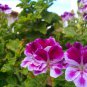 Bonsai Geranium,Perennial Bonsai Flower Plantas Pelargonium Peltatum - 30 Seeds