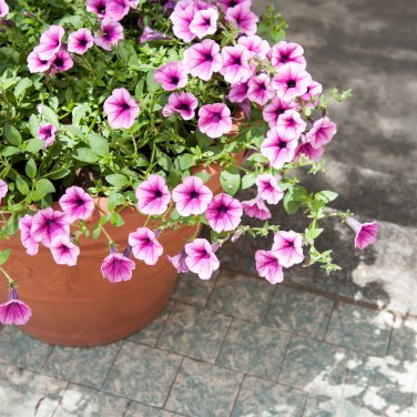 Bonsai Petunia Garden Bonsai Moon Night Sky Double Purple Flowers  - 200 Seeds