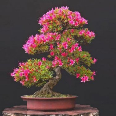 Bonsai Mountain Azalea Rhododendron Simsii Satsuki Mixed Color Flower  - 100 See