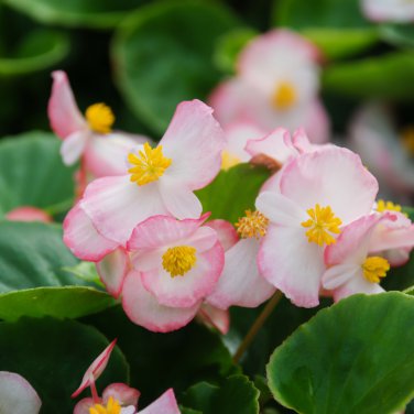 Bonsai Mixed Rieger Begonias Beautiful Bonsai Multi-Flap Flower - 50 Seeds