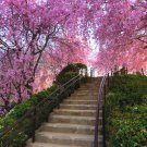 BELLFARM Japanese Pink Cherry Blossom Sakura Tree - 20 seeds