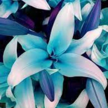 Blue Heart Lily Plant Heirloom Lilium Lily Flower Fragrant Perennial Flower - 50
