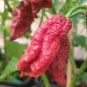 Bhut jolokia Indian Dark Red Naga Jolokia Pepper  - 10 Seeds