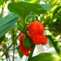 Bhut jolokia Indian Dark Red Naga Jolokia Pepper  - 10 Seeds