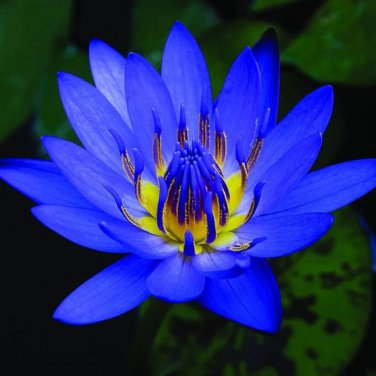 Blue Nelumbo Nucifera China Beautiful Lotus Pad Flower Pond Lotus  - 1 Seeds