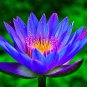 Blue Nelumbo Nucifera China Beautiful Lotus Pad Flower Pond Lotus - 1 Seeds