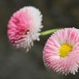 Bellis perennis Flowers Green Pink White Yellow Dark Red Daisy Flowers - 150 See