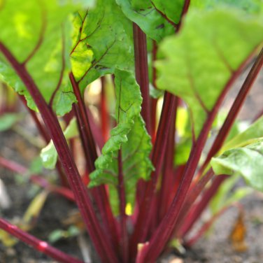 Beta Vulgaris Beets Green Chinese Vegetable  - 5 Seeds