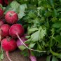 Beta Vulgaris Beets Green Chinese Vegetable - 5 Seeds
