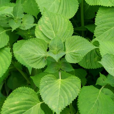 Bi-Coloured Salad Perilla Shiso - 100 Seeds