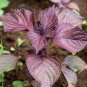 Bi-Coloured Salad Perilla Shiso - 100 Seeds