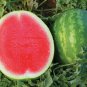 Big Green Skin Red Round Watermlon Organic - 6 Seeds