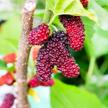 Big Long Mulberry Fruit Tree - 50 Seeds