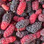Big Long Mulberry Fruit Tree - 50 Seeds